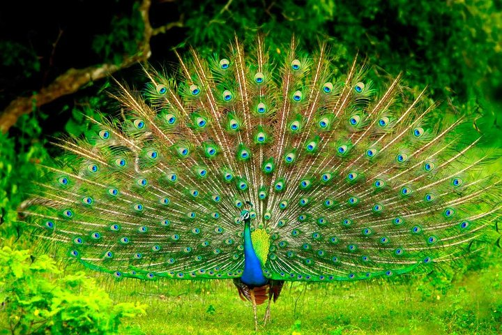 Some times you will get to see Peacock Dancing at Udawalawe